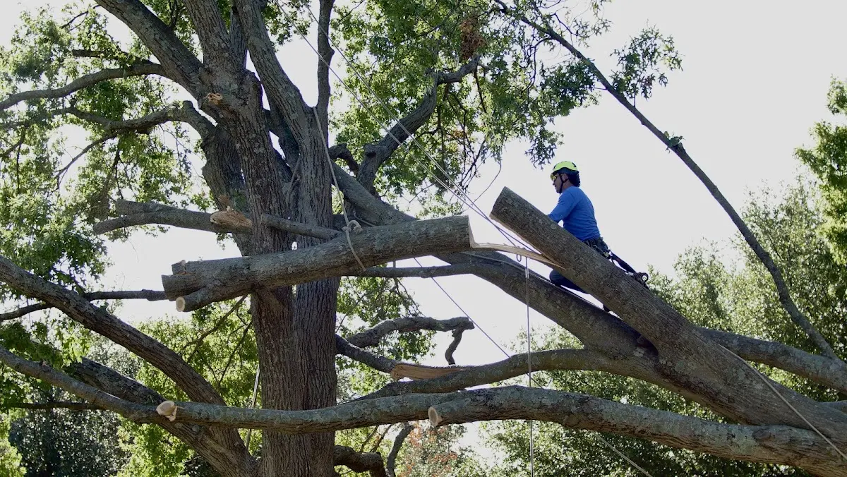Professional Hazardous Tree Removal performed by certified arborists in Amory