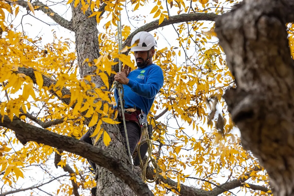 Skilled Dead Tree Removal crew working in Amory